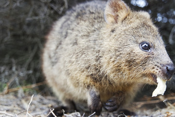 Naklejka premium Wild quokka