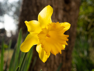 Daffodil next to an olive tree