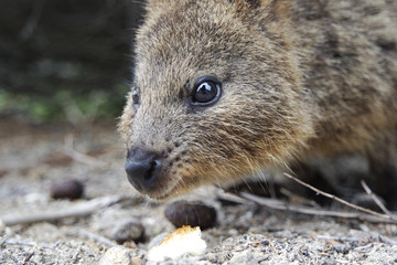 Wild quokka
