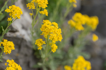 In spring, yellow flowers grow on the rocks in a natural setting in the national park