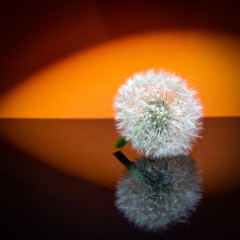 Pusteblume