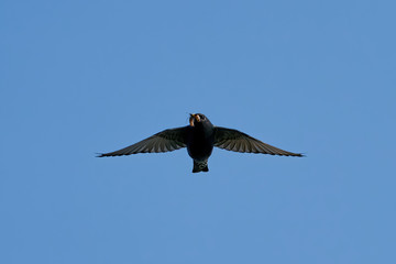 Common starling (Sturnus vulgaris)