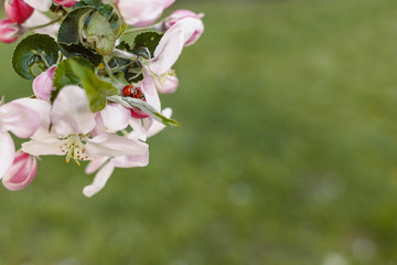 Two ladybugs mating on a flowering apple tree branch on a background of green grass
