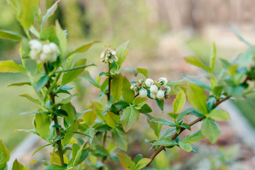 Small flowers on blueberry bushes close up on blurred background