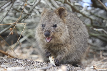 Wild quokka