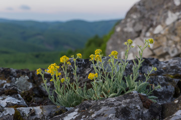 In spring, yellow flowers grow on the rocks in a natural setting in the national park, in the background is a blurred view of the landscape.