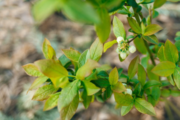 Small flowers on blueberry bushes close up on blurred background