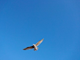 einsame Möwe am blauen Himmel