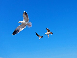 Möwen kreisen über Strand