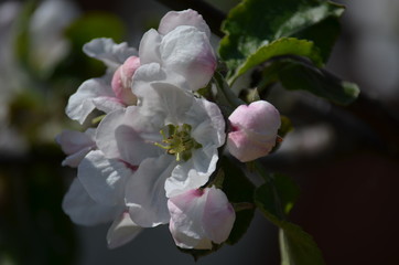 Obraz premium apple tree blossom