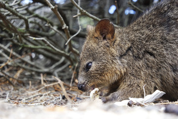 Wild quokka
