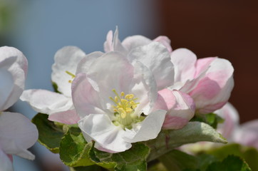 magnolia tree blossom