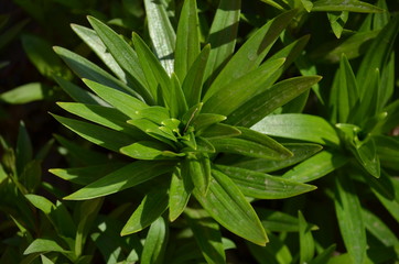 close up of green leaves