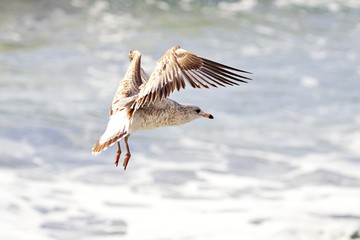 Möwe im Landeanflug