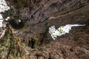 hollow old tree trunk from the inside
