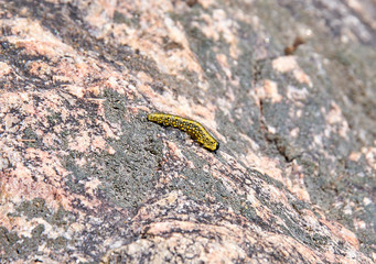 caterpillar on a leaf