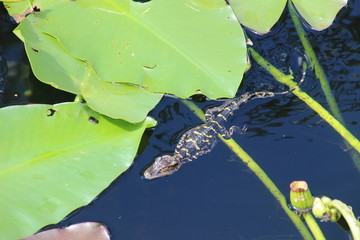 Baby Alligator on a leave