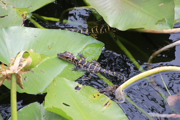 Baby Alligator on a leave 