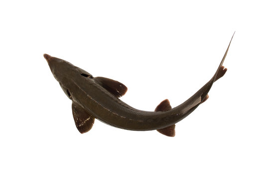 Sturgeon fish isolated on a white backgrounde. Flat lay fish