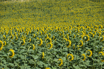 sunflower with sunflower field on a blurred background on a sunny day in Italy, Tuscany