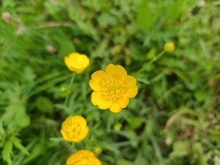 Beautiful living nature as a symbol of the beginning of summer