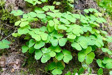 Green leaves of Oxalis acetosella