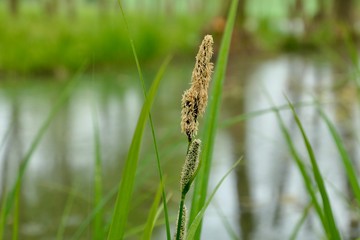 Carex acutiformis by the pond