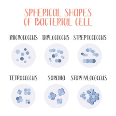 Bacteria classification. Spherical shapes of bacteria, cocci. Types and different forms of bacterial cells. Morphology. Microbiology. Vector flat illustration