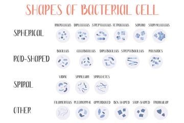 Bacteria classification. Shapes of bacteria. Types and different forms of bacterial cells: spherical (cocci), rod-shaped (bacilli), spiral and other. Morphology. Microbiology. Vector flat illustration - obrazy, fototapety, plakaty
