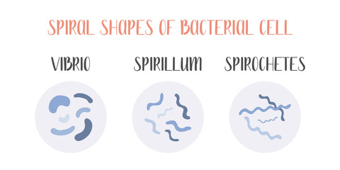 Bacteria classification. Spiral shapes of bacteria. Types and different forms of bacterial cells: vibrio, spirillum, spirochetes. Morphology. Microbiology. Vector flat illustration - obrazy, fototapety, plakaty