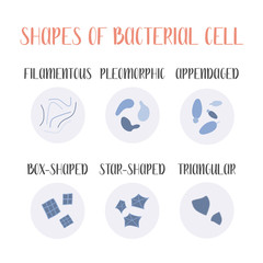 Bacteria classification. Irregular shapes of bacteria. Types and different forms of bacterial cells. Morphology. Microbiology. Vector flat illustration