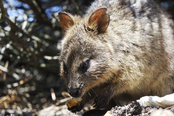 Fototapeta premium Little marsupial