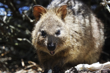 Wild quokka on Rottnest Island