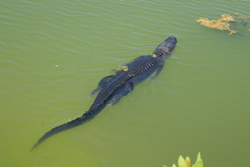 Swimmingpool Alligator 