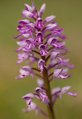 Orchideen aus Mainfranken
Orchis militaris
Helmknabenkraut