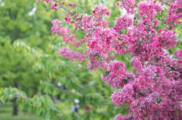 Blossoming tulips garden