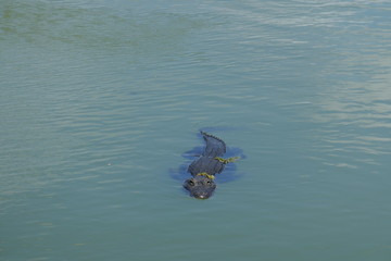 Alligator Swimming in the water