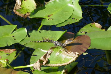 Baby Alligator 