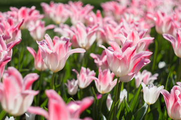 Obraz na płótnie Canvas Blossoming tulips garden
