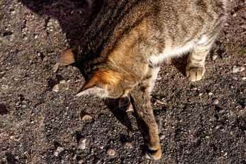 Gray cat washes on the pavement close up