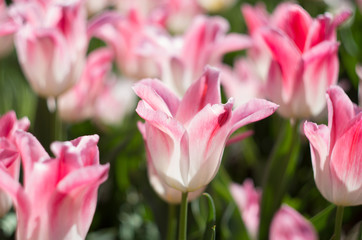 Obraz na płótnie Canvas Blossoming tulips garden
