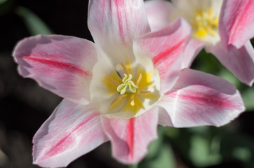 Fototapeta na wymiar Blossoming tulips garden