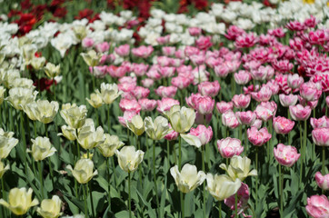 Blossoming tulips garden