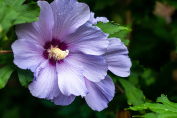 purple flower in the garden