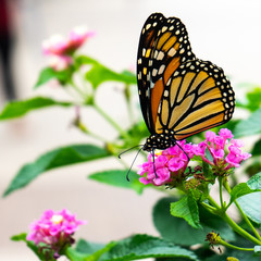 monarch butterfly on pink flower