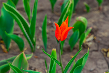 tulip flower garden floral scenic view green foliage leaves environment