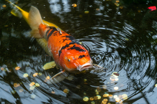 Japanese Koi Fish