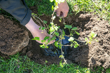 a man plants a bush of currant. View from above