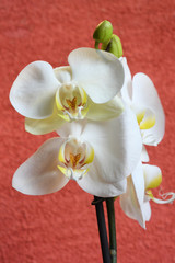 Closeup of beautiful white orchid on red background. A white orchid of the Phalaenopsis genus.
