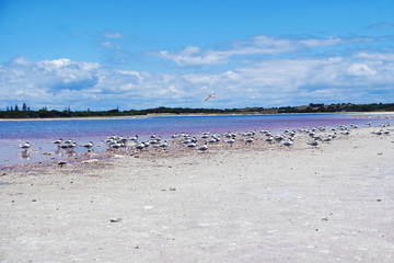 Wild birds on the lake shore